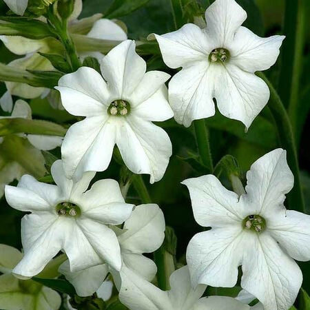 Saratoga White, Nicotiana Seed - Packet image number null